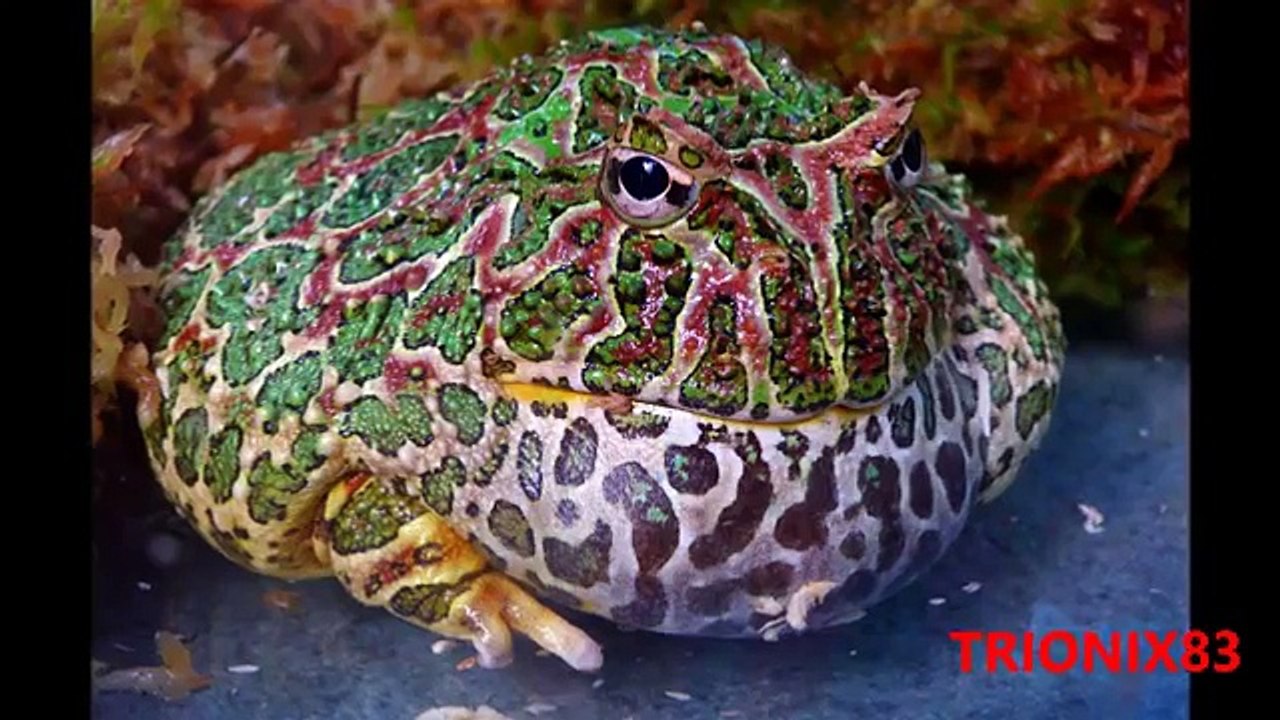 SAPOS GIGANTES – RANAS GIGANTES- Los sapos mas grandes del mundo