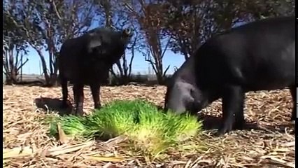 United Fodder Solution automatic paddock