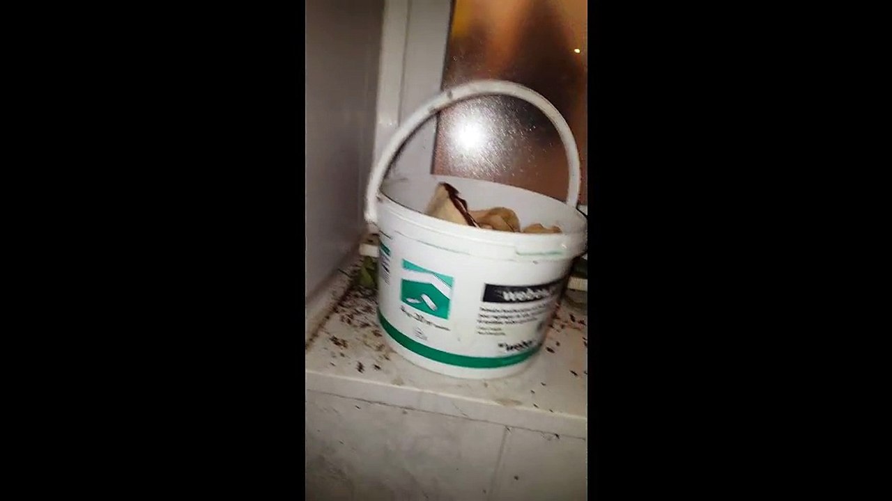 Une invasion de cafards dans un immeuble de Cognac