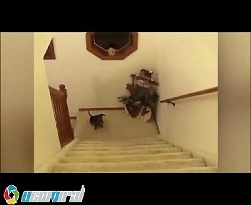 Perro subiendo la escalera