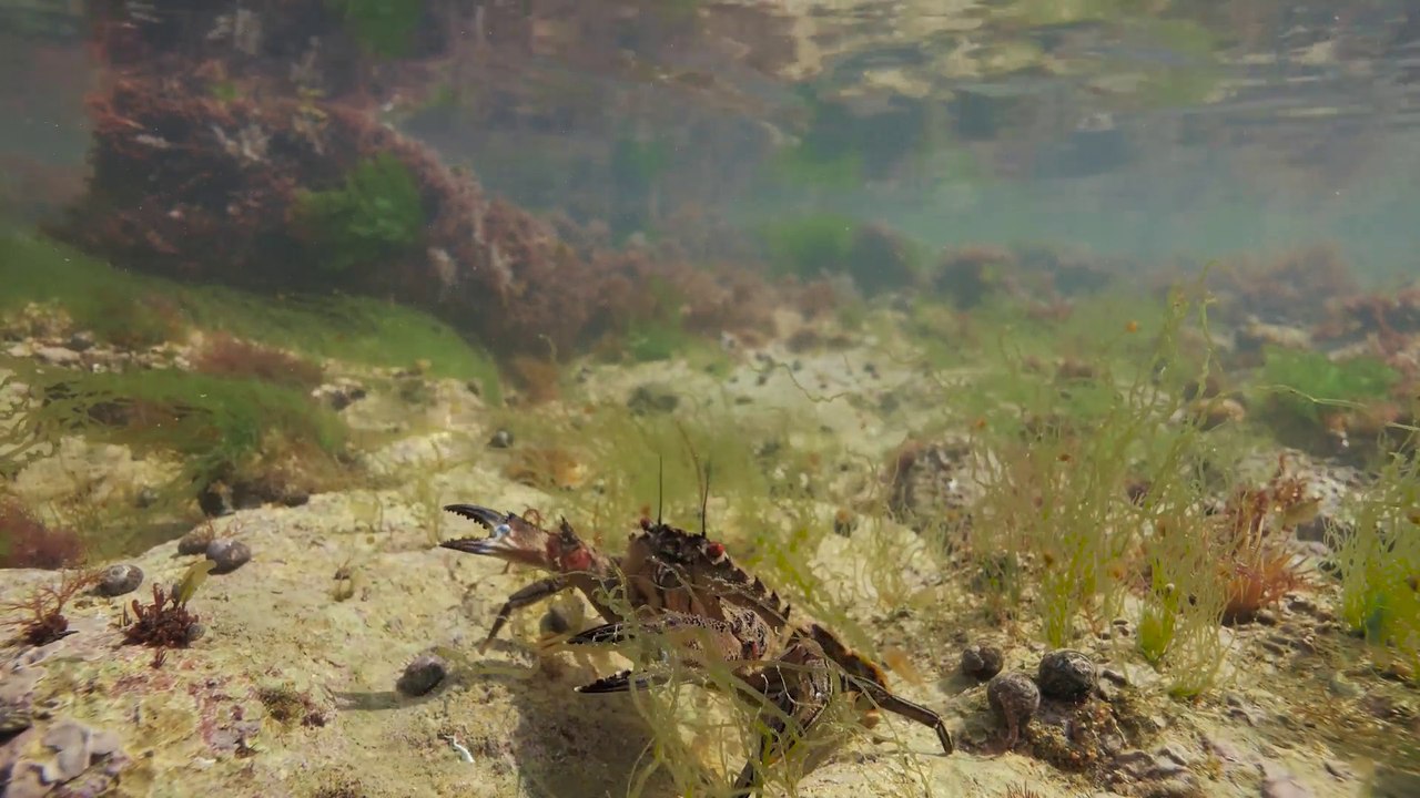 Quelques bonnes pratiques de pêche à pied : l’étrille