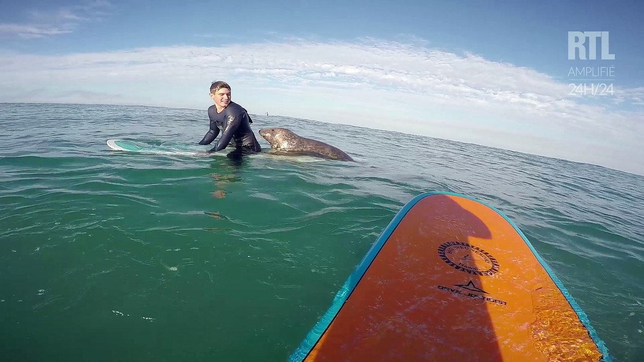 You le phoque joue avec un surfer