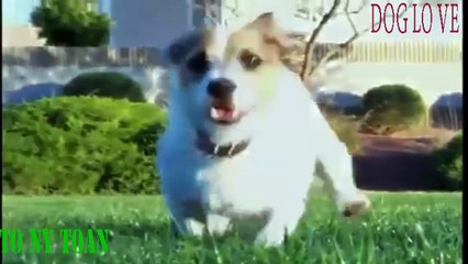 TÔ NY TOÀN ● NHỮNG CHÚ CHÓ THÔNG MNIH NHẤT HÀNH TINH