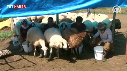 Yayladan sofraya Erzincan tulum peyniri
