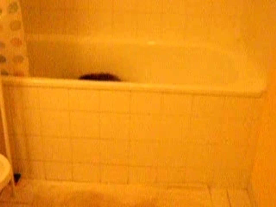 chat dans la baignoire