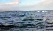 OMG!!! Whale crashes the Boat