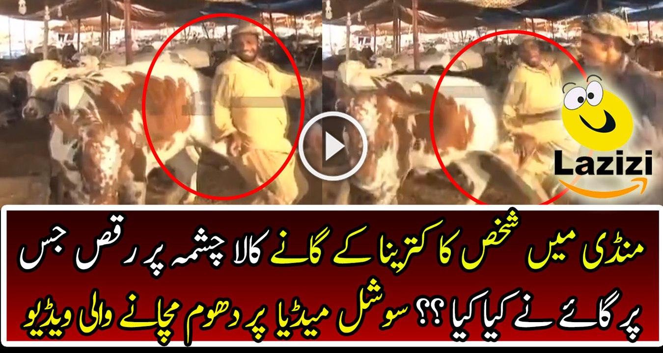 What Cow Did With This Guy When He Dancing On Katrina Kaif's Song