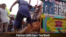Cow Mandi 2016 2017 Lahore Eid ul adha Bakra Eid in Pakistan