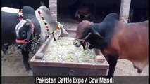 Cow Mandi 2016 2017 Peshawar Bakra Eid in Pakistan