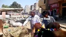 Cow Mandi 2016 2017 Peshawar Eid ul azha Bakra Eid