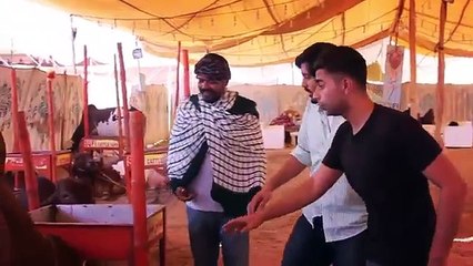 Cow mandi Karachi  2016 2017 Play Karachi Pakistan