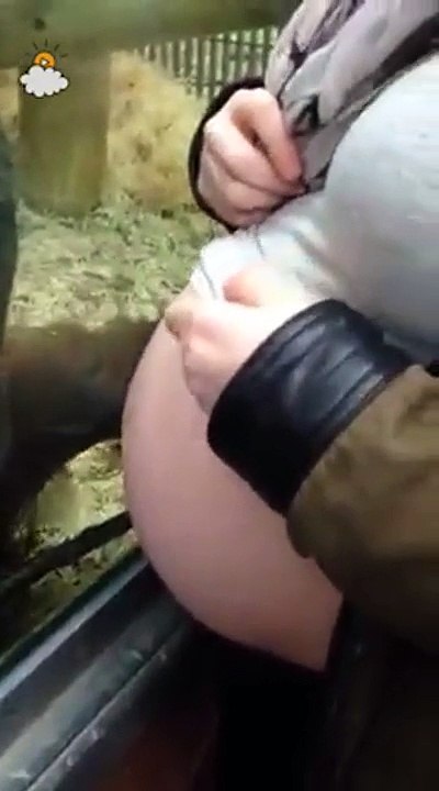 Une femme enceinte montre son ventre à un orang outan. La réaction de celui-ci a touché des milliers d'internautes.