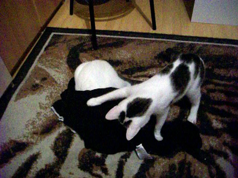 Harvey und Vinzent am 09.09.2016