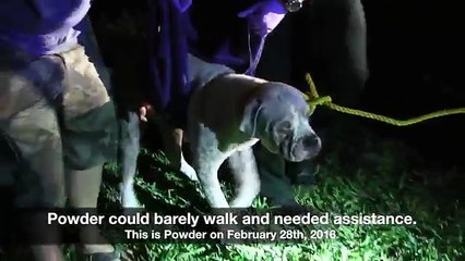 Cão abandonado, deixado para morrer