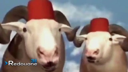 أغنية عيد الأضحى : انتي باغيا كبش سمين !