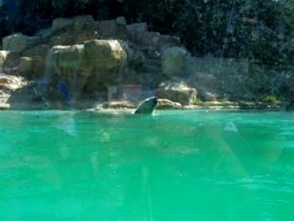 L'ours blanc au Zoo d'Amnéville