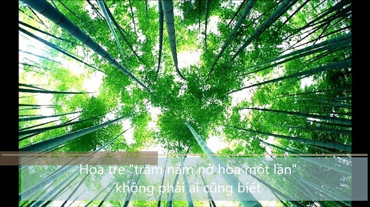 Hoa tre ,trăm năm nở hoa một lần, không phải ai cũng biết