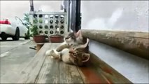 Funny Cats Compilation - Funny Cat Videos Ever- Funny Videos - Funny Animals - Funny Animal Videos 5