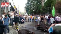 المسلمون فى بكين يذبحون أضحياتهم ويرددون تكبيرات العيد