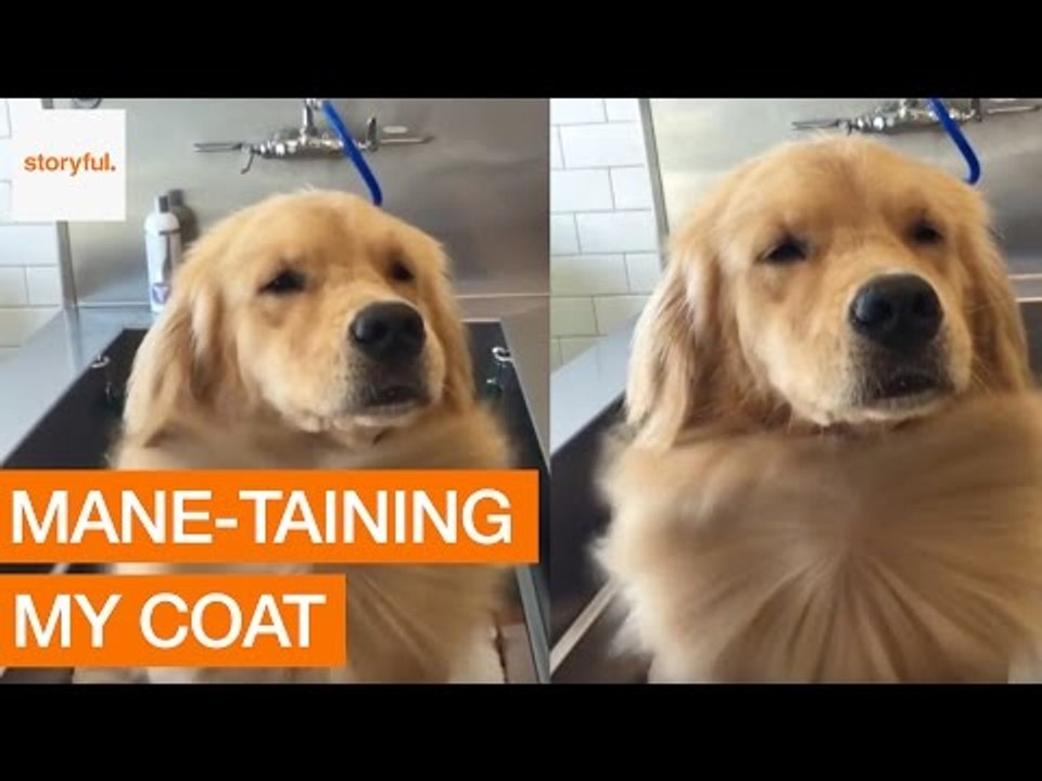 Golden Retriever Enjoys Blow Dry Immensely