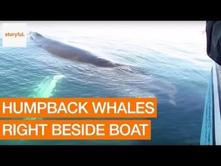 Tourists Get Amazing View of Humpback Whale
