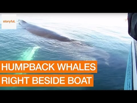 Tourists Get Amazing View of Humpback Whale