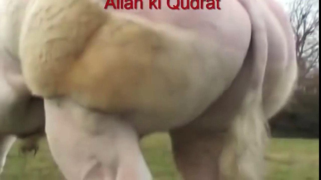 Allah Ki Qudrat Giant Cow Qurbani 2016 Karachi Pakistan Mandi Cow Price 50,000000