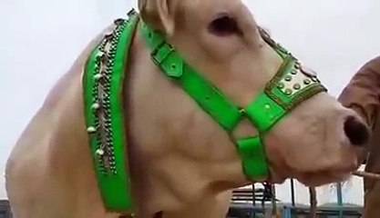 Allah ki qudrat World Biggest Cow Cow Qurbani 2016 Karachi Pakistan (1)