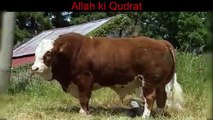 Allah ki qudrat World Biggest Cow Cow Qurbani 2016 Karachi Pakistan