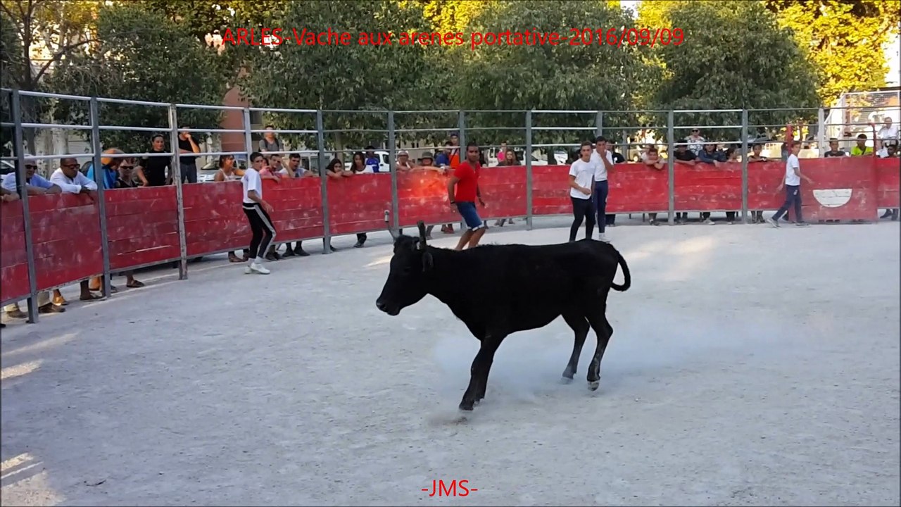 ARLES-Vache aux arenes portative-2016/09/09-Feria du riz