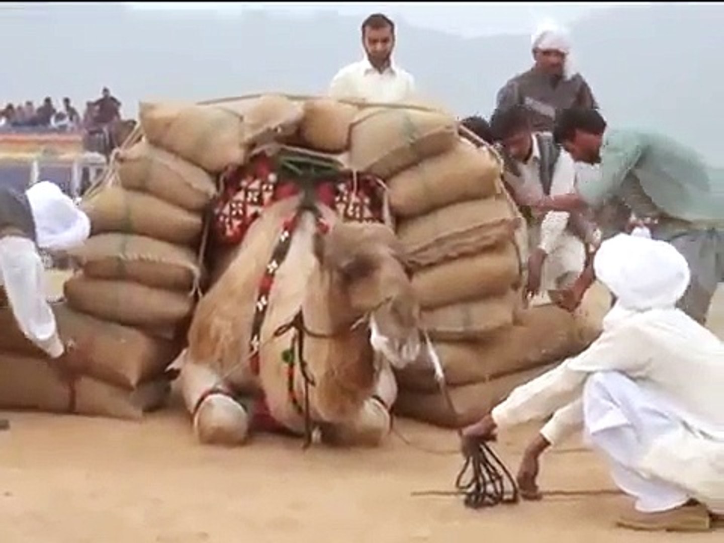 Camel Weight Lifting - Amazing