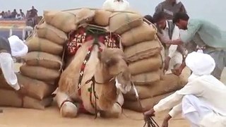 Camel Weight Lifting - Amazing