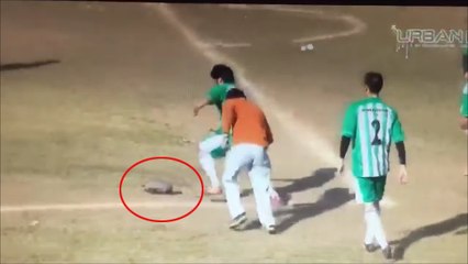 In Argentina, A Player Steps On Armadillo, Who Ran On The Pitch, And Got A Yellow Card!