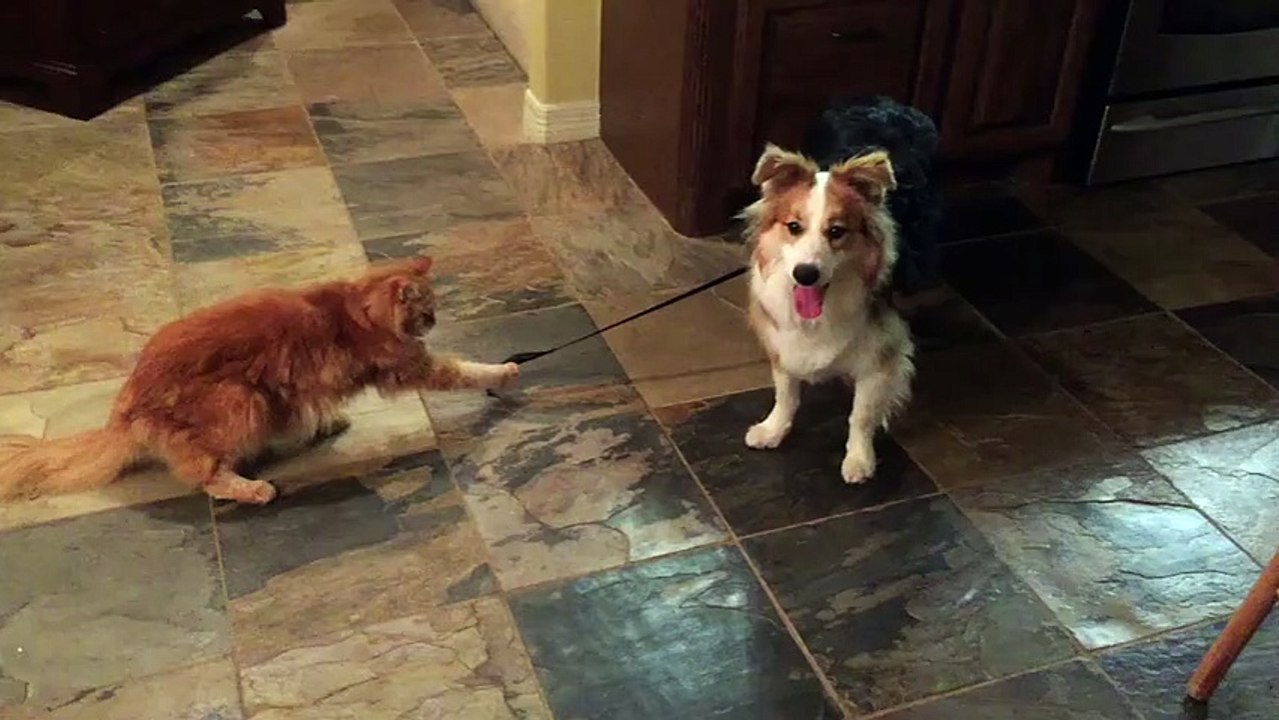 Cat Makes Forever Friend At First Sight