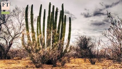 Trade and trafficking on the US-Mexico border