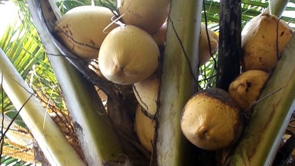 yellow, orange or king coconut tree  - cocos nucifera fruit