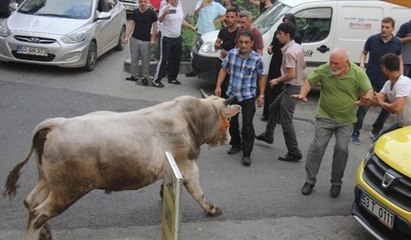 Kaçan boğalar şehri birbirine kattı