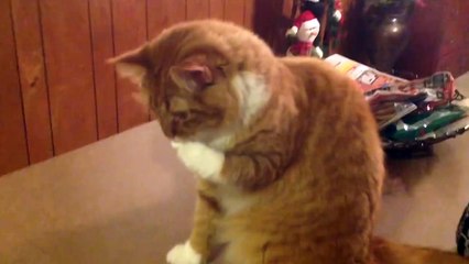 Mais c'est quoi ce truc au bout de ma patte... Un Marshmallow