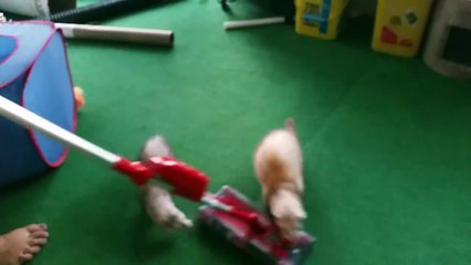Des furets fan de l'aspirateur