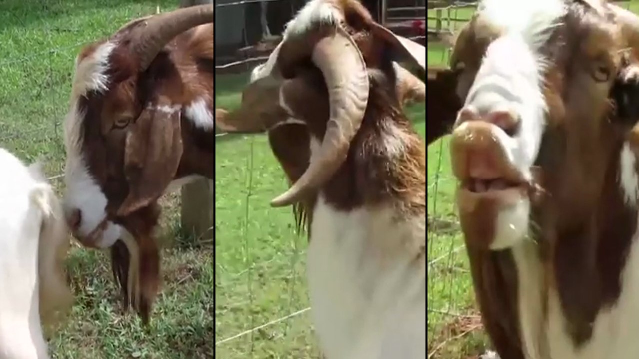 Cette chèvre sent le postérieur d'une congénère mais va très vite le regretter