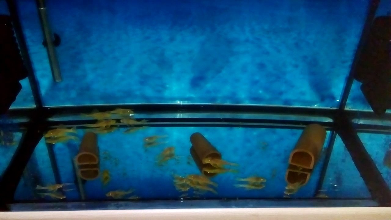 L 144 BLUE EYE SHORT FİN