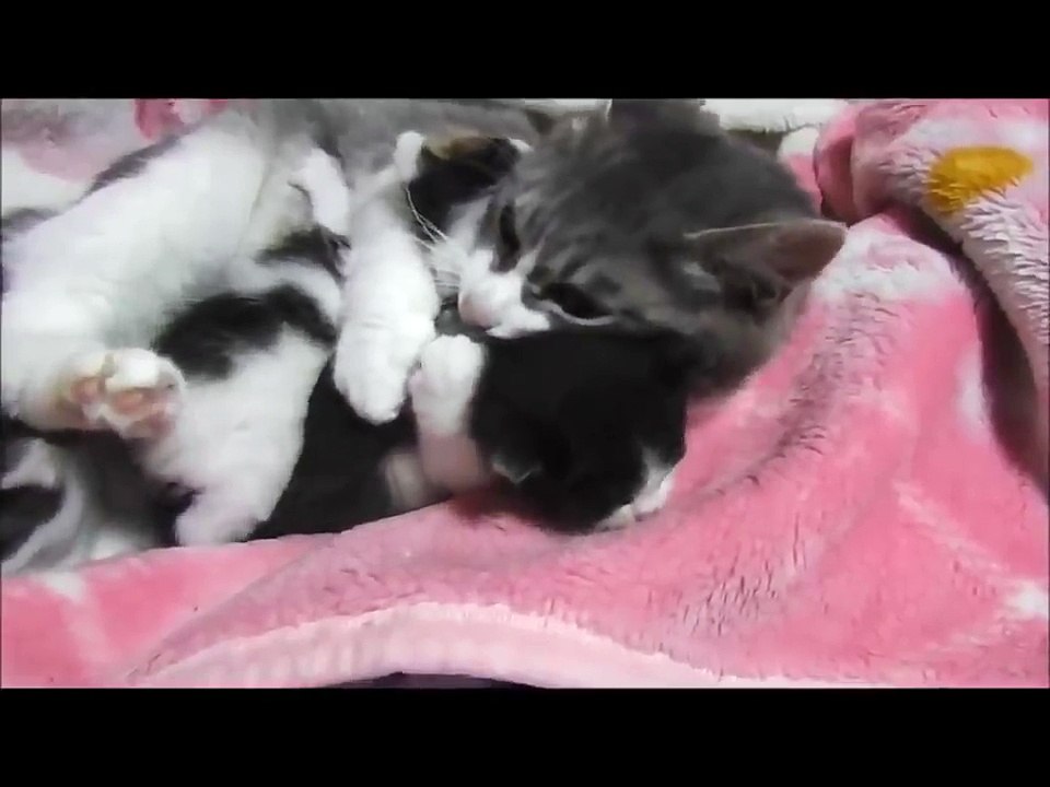 【animal】very cute cathay❤️