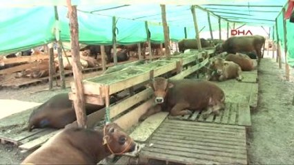 İzmir Kurban Pazarlarında Hareketlilik Az