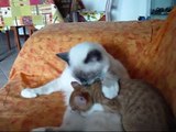 Gattini coccolosi sul divano