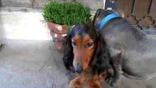 Top drôle la réaction de ces chiens qui se font gronder par leur maitre !