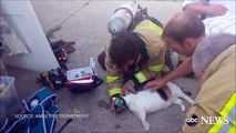 Ce pompier réanime un chat après l'avoir sortie d'une maison en feu