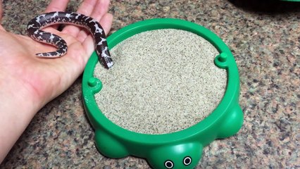 Un mini boa rentre dans son nouveau bac à sable... Trop mignon
