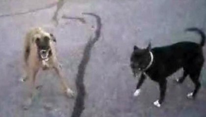 Two Vicious Dogs Lunged At This Police Officer And How He Responded Left Everyone Stunned.