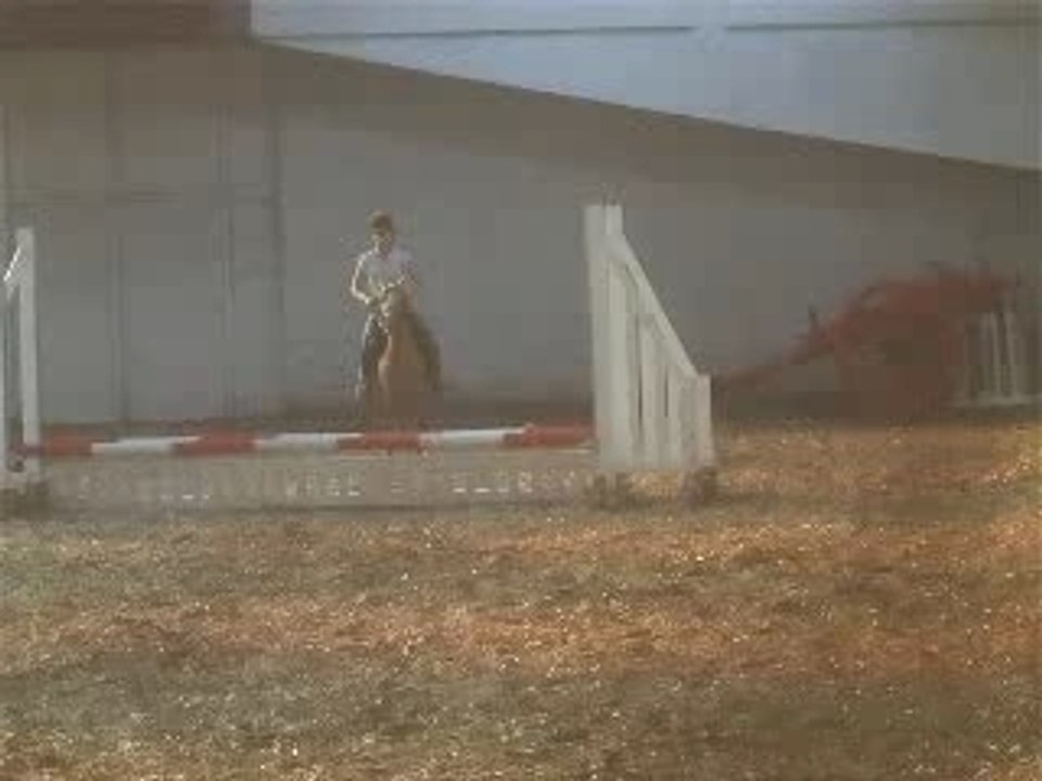 palomino 12hh first ridden pony club pon