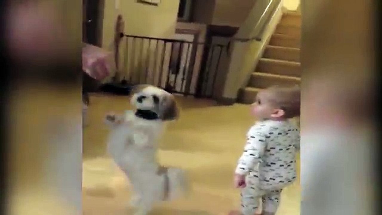 They Just Taught Their Dog A Cool New Trick… But Keep Your Eyes On The Baby